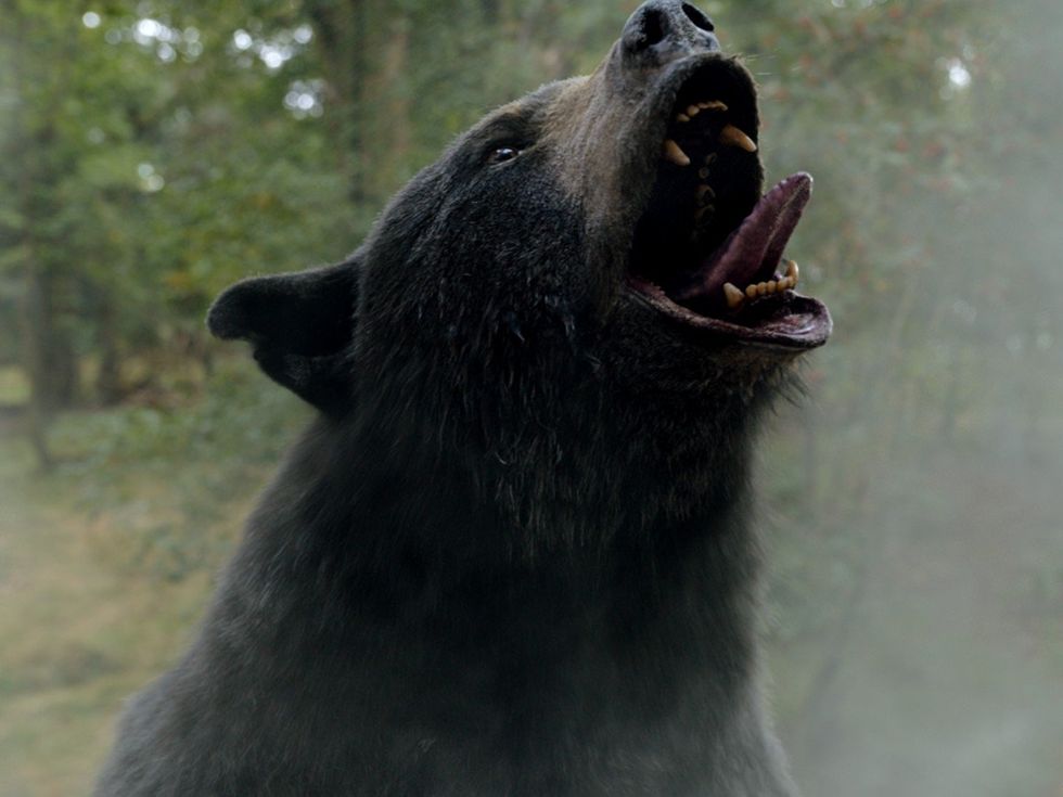 Coked-up bear in Cocaine Bear