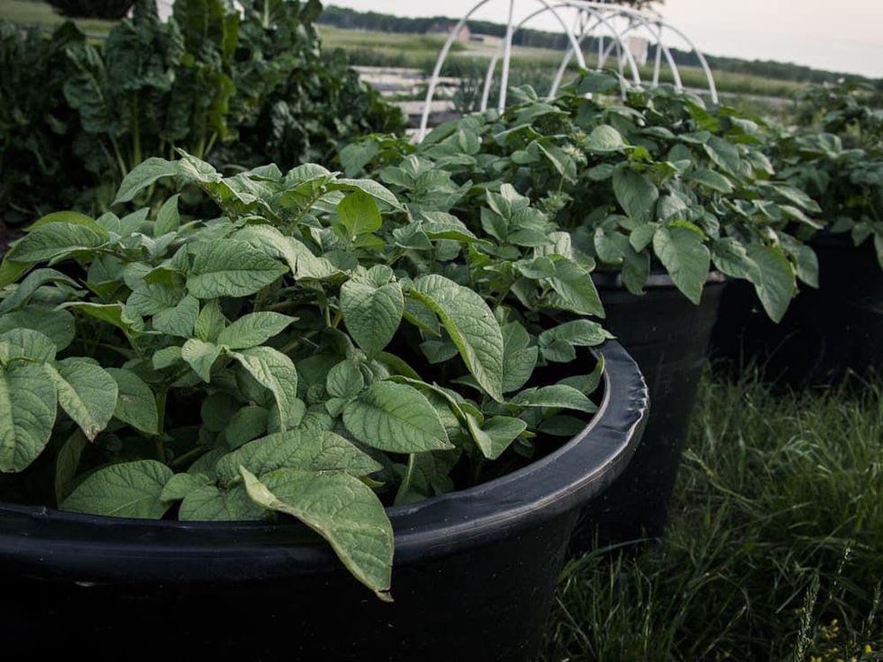 Container-grown potatoes on a North Texas farm