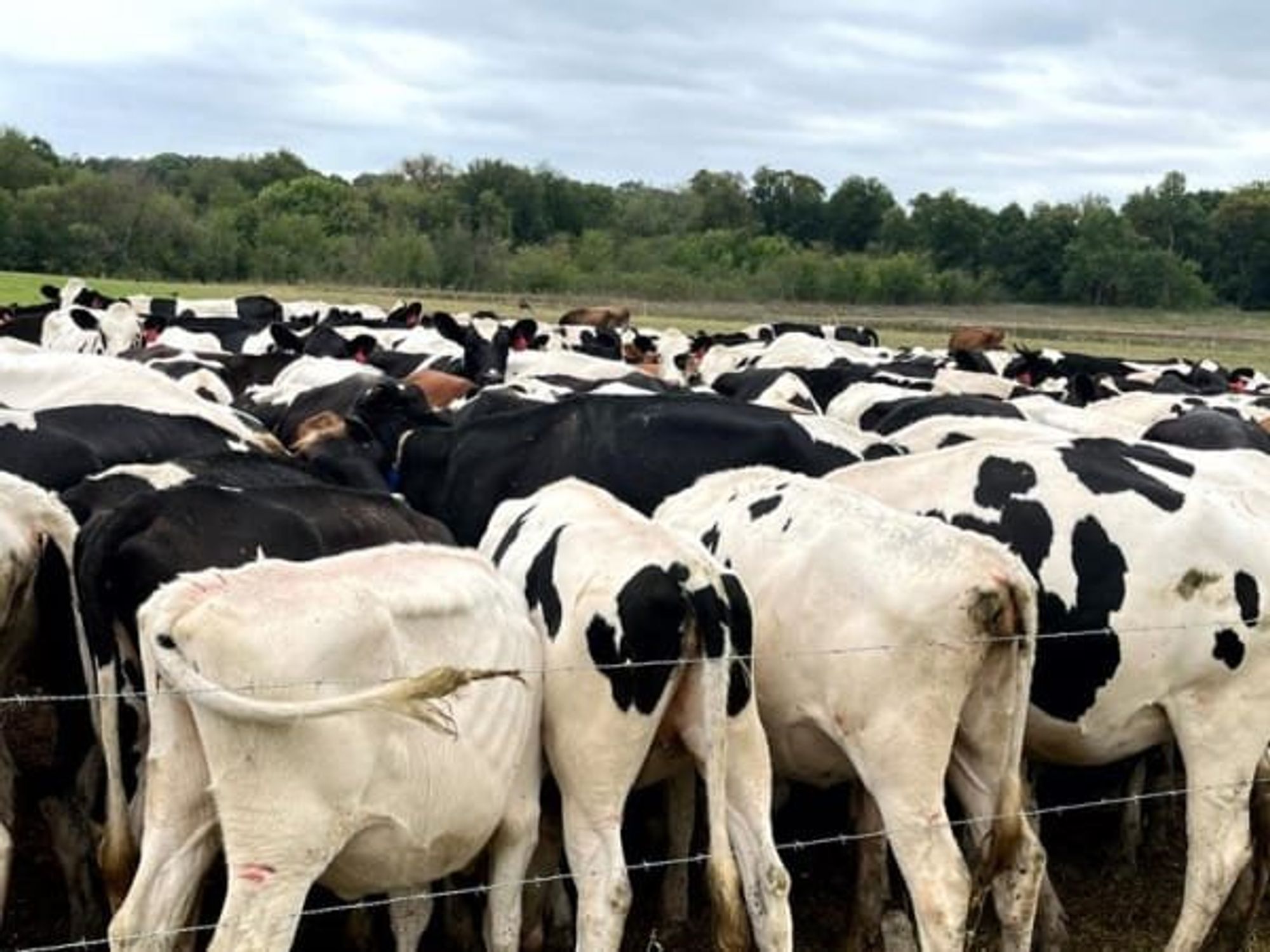 Cows at Lone Star Dairy