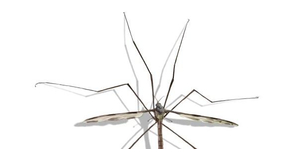 Crane flies have landed ever so lightly in Dallas, which means one thing - Vimarsana News