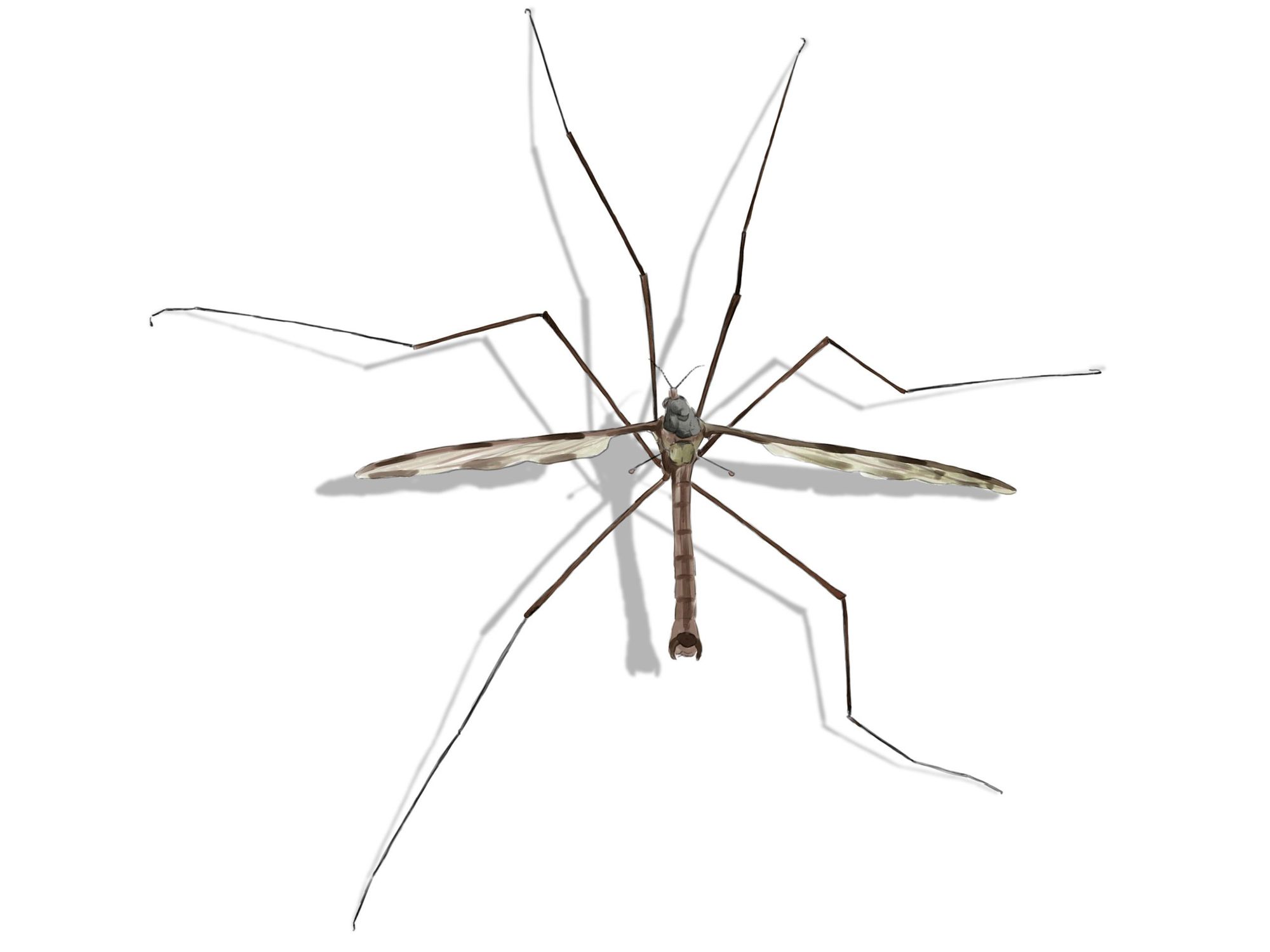 crane fly