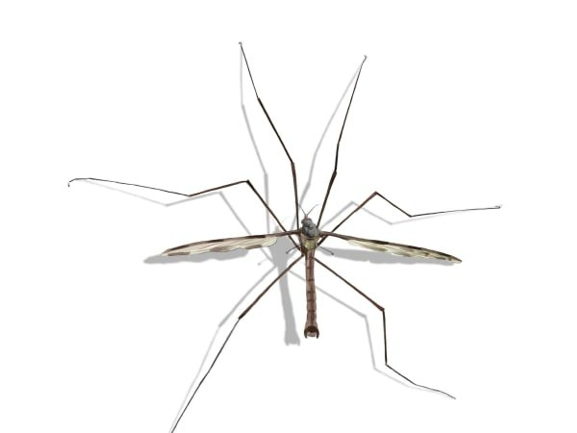 crane fly