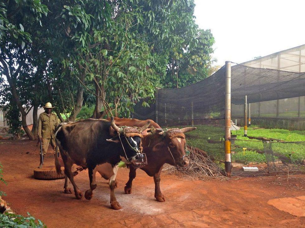 Cuba, WAC Travel Program