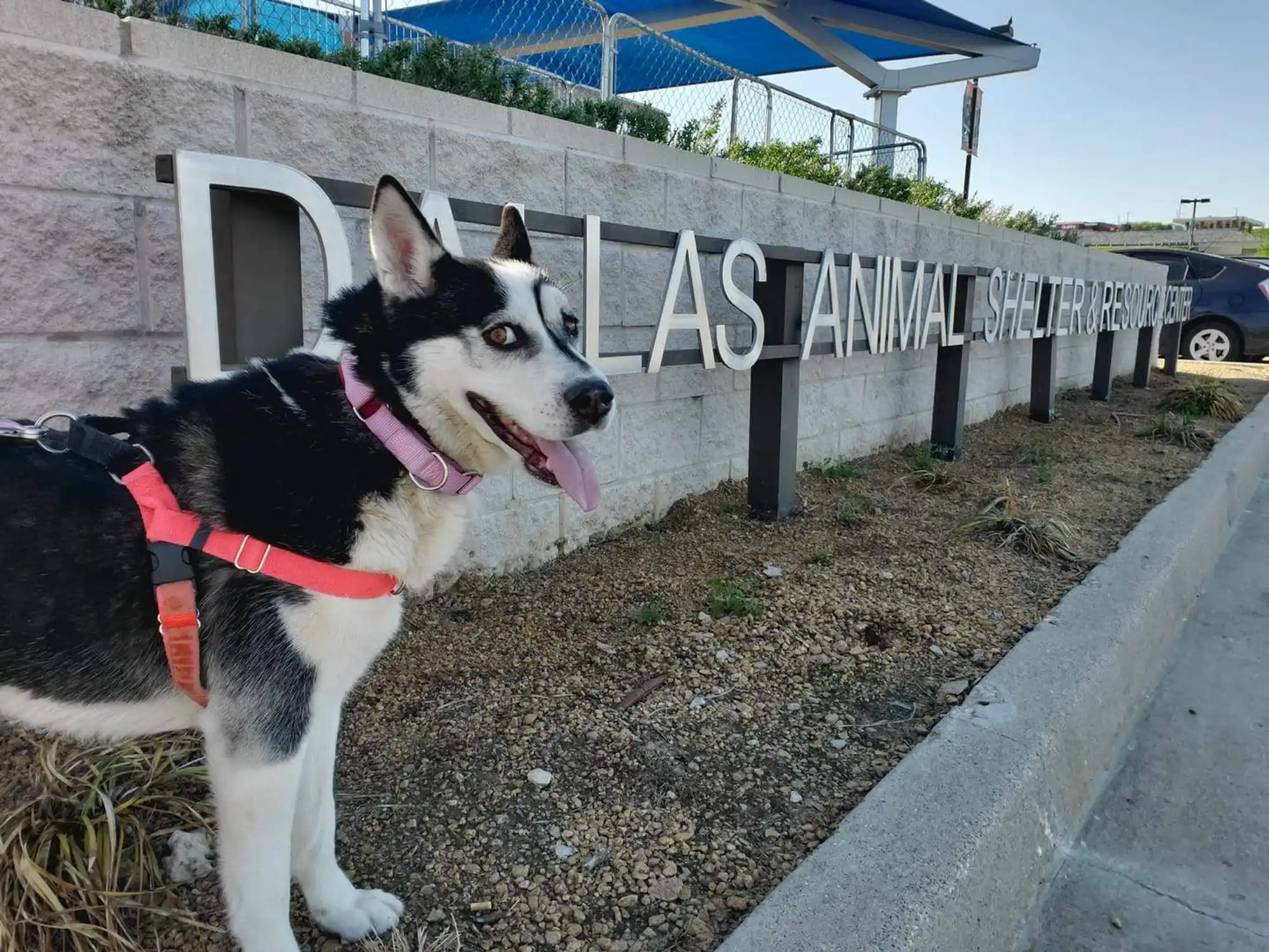 Dallas Animal Services animal shelter