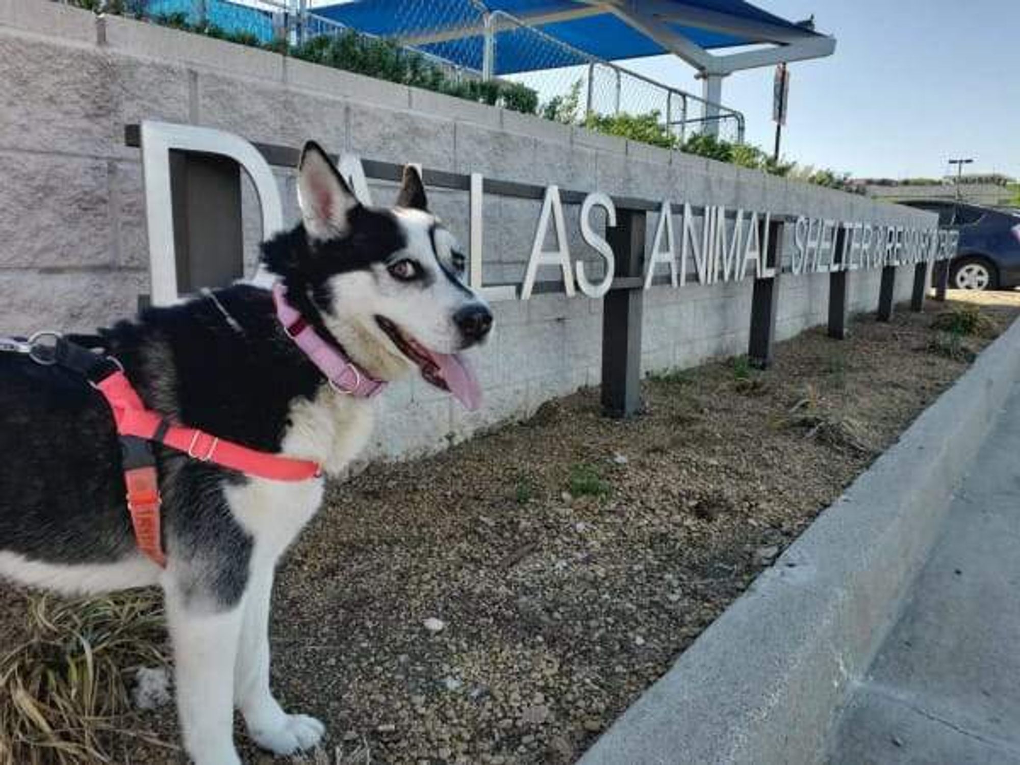 Dallas Animal Services animal shelter