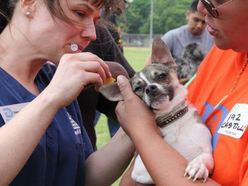 Dallas Animal Services, Cate McManus