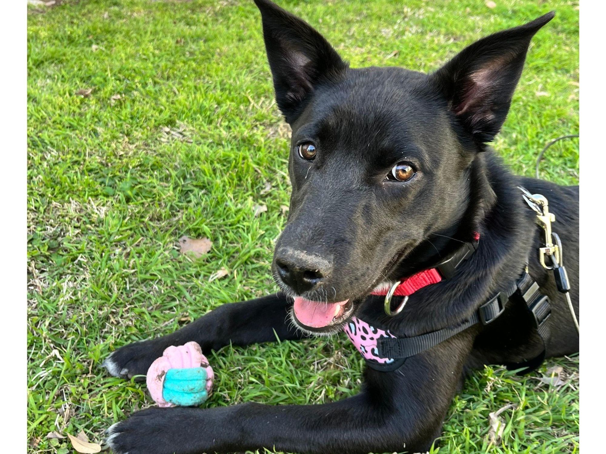 Dallas Animal Services