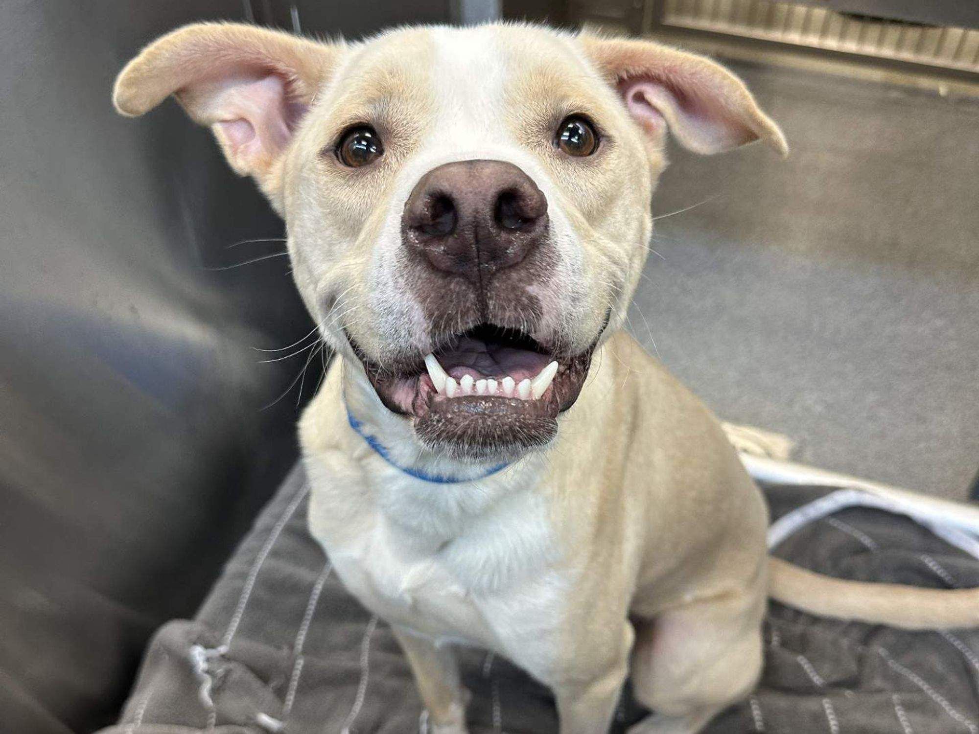 Dallas Animal Services