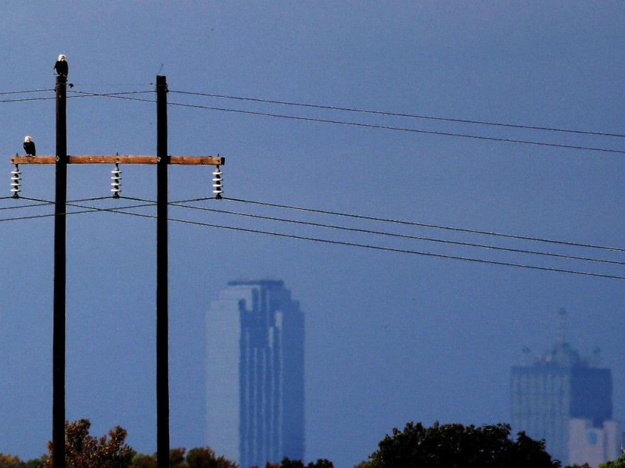 Dallas bald eagles Trinity