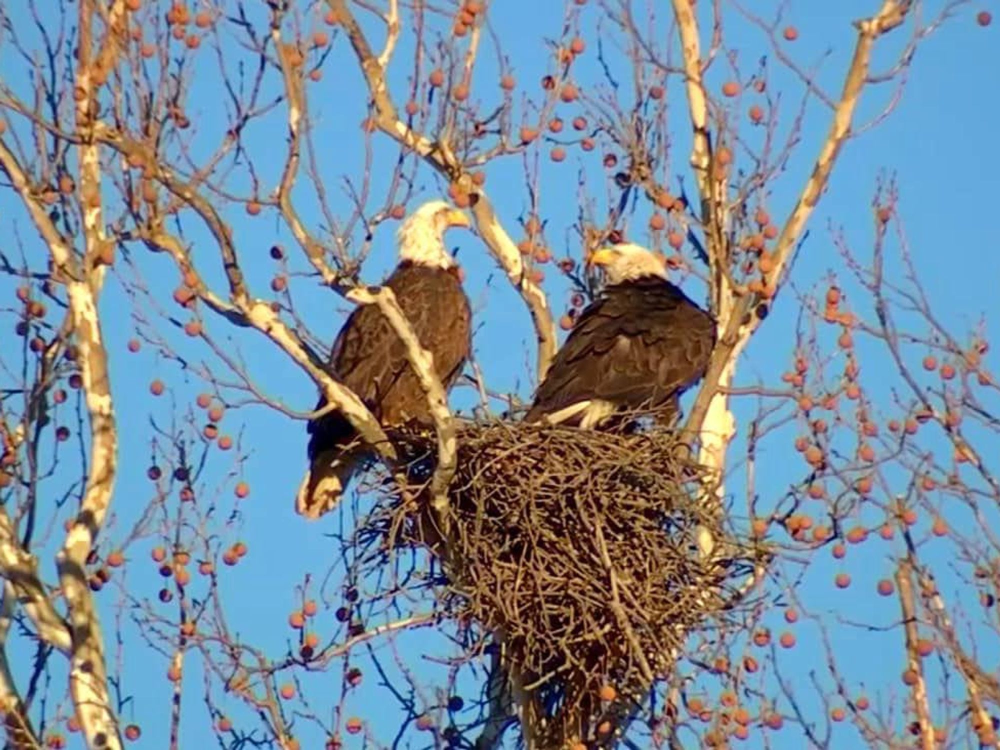 Dallas bald eagles.