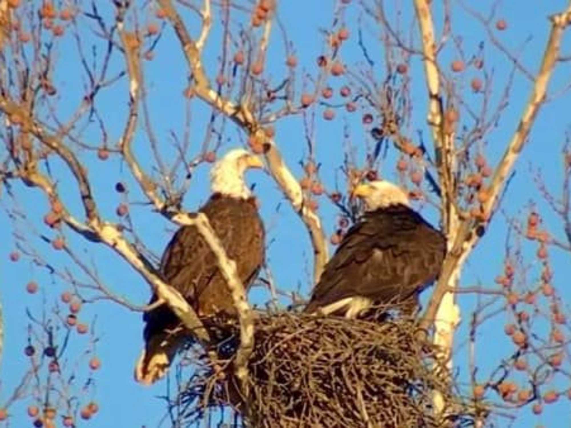 Dallas bald eagles.