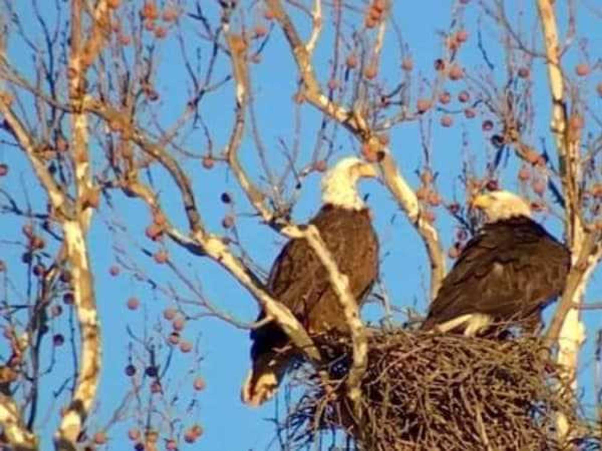 Dallas bald eagles.