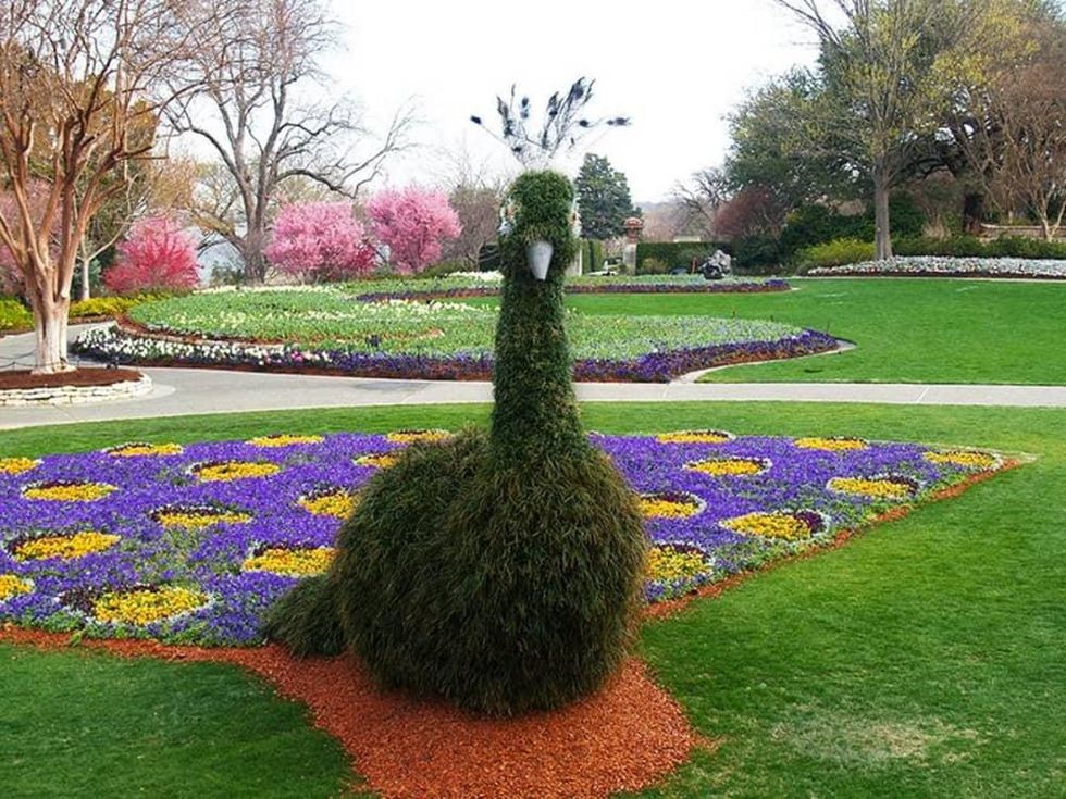 Dallas Blooms: "Birds in Paradise"