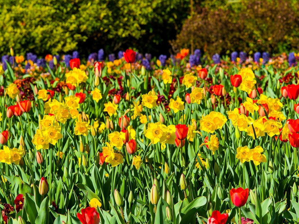 Dallas Blooms, Dallas Arboretum, Dallas, Garden