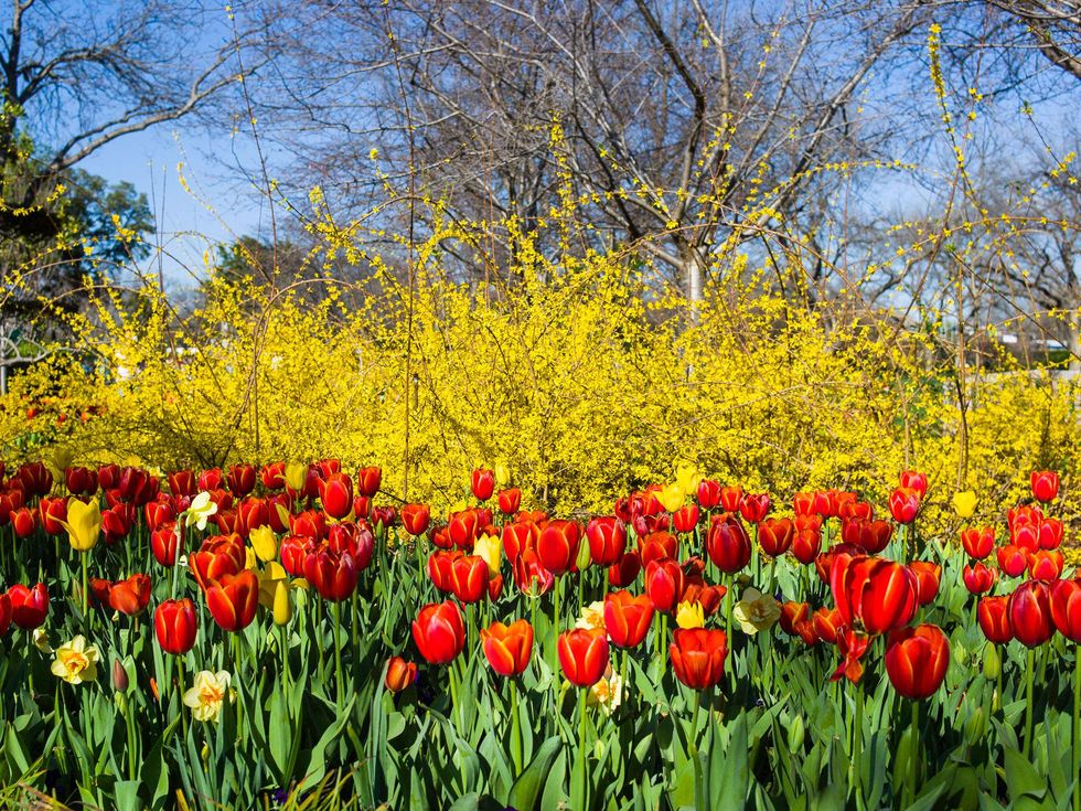 Dallas Blooms, Dallas Arboretum, Dallas, Garden