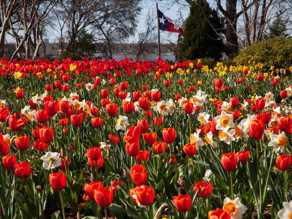 Dallas Blooms, Dallas Arboretum, Dallas, Garden