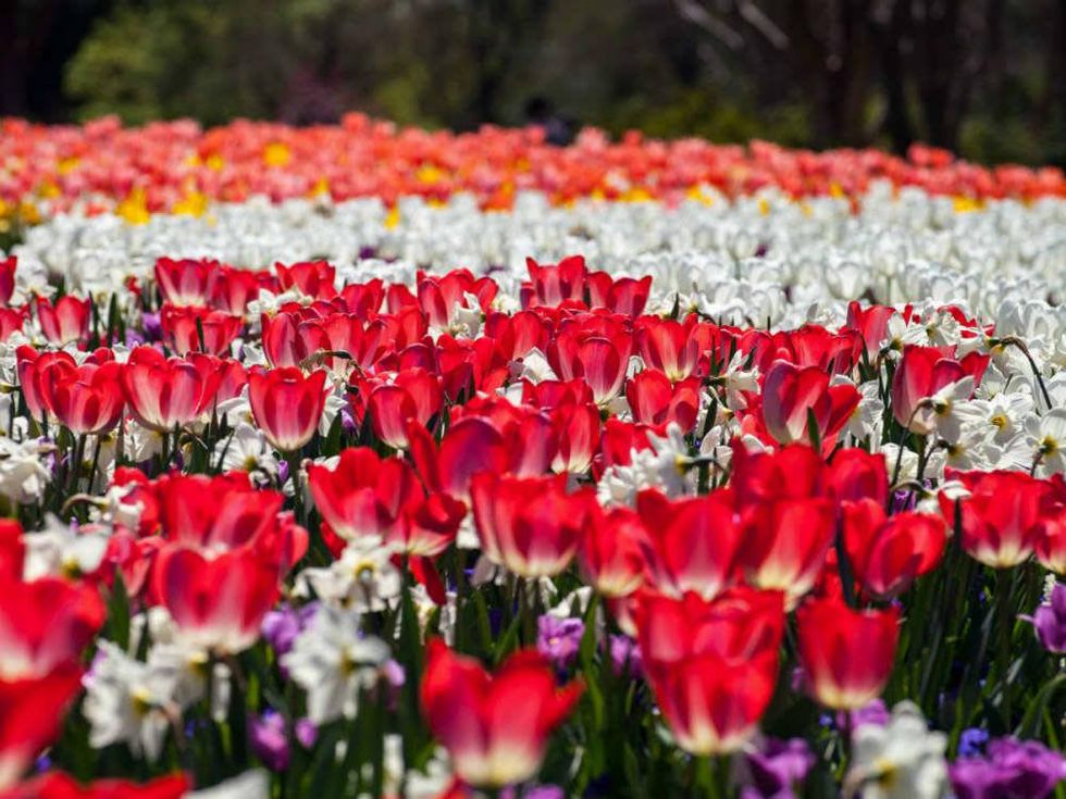 Dallas Blooms, Dallas Arboretum