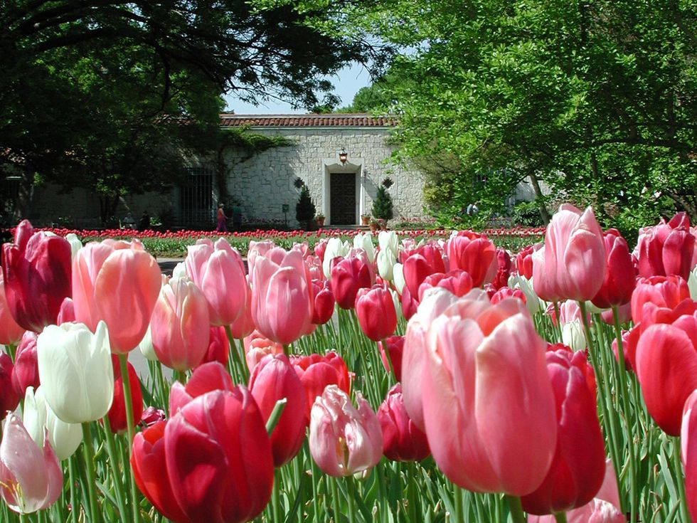 Dallas Blooms