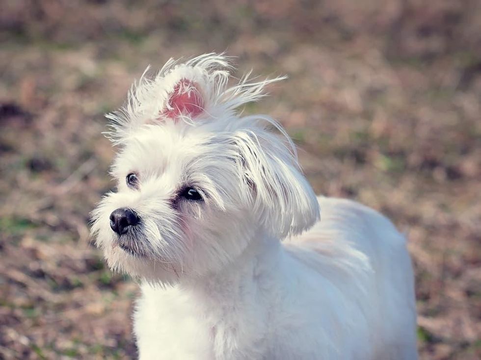 Dallas Dog Top Spots