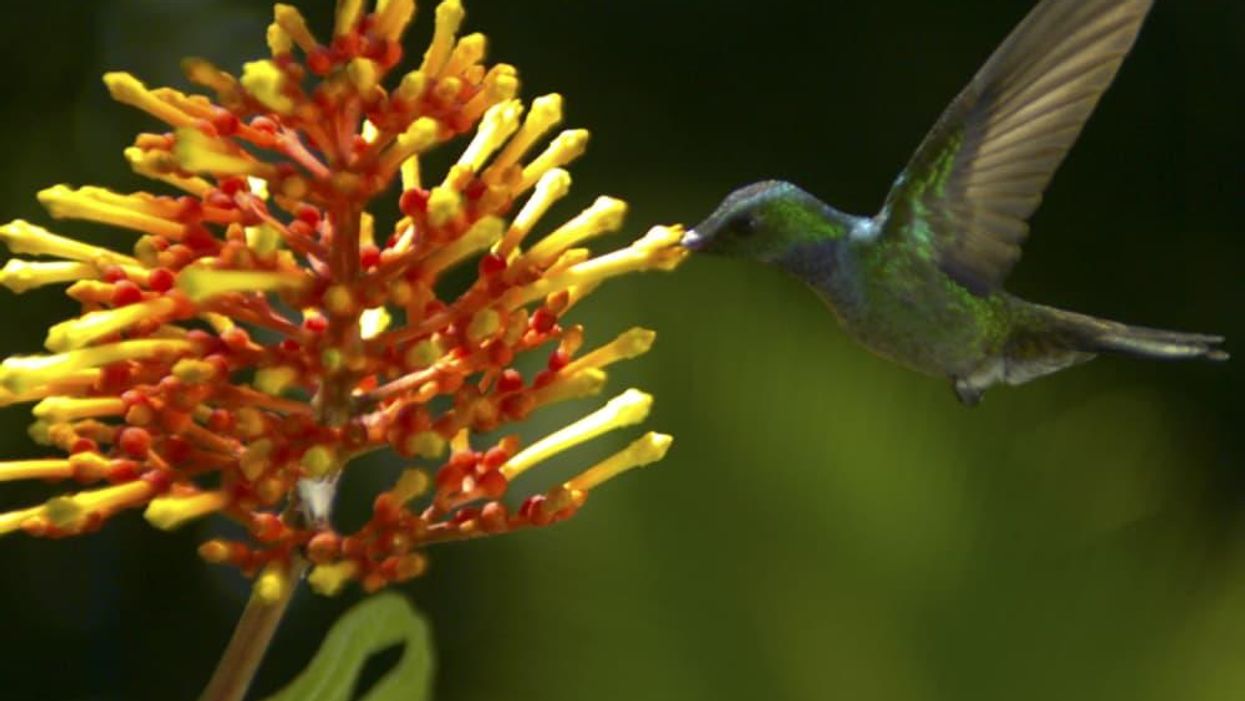 Dallas International Film Festival, Wings of Life