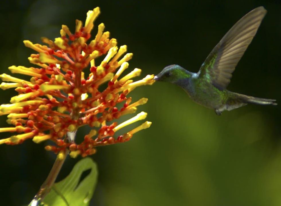 Dallas International Film Festival, Wings of Life