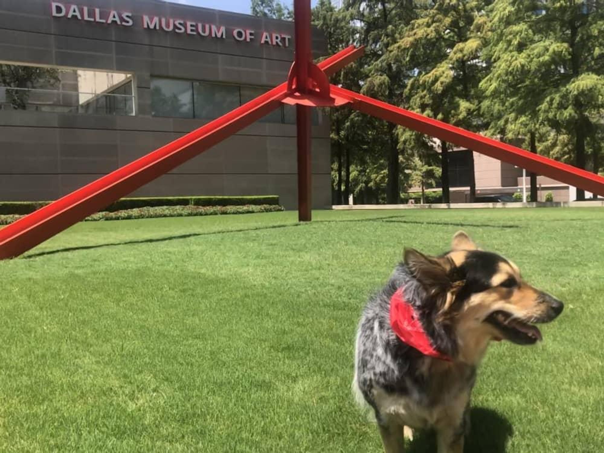 Dallas Museum of Art lawn with dog