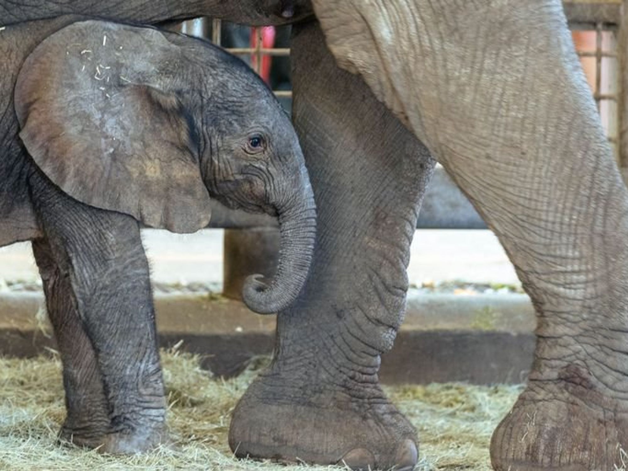 Dallas Zoo baby elephant