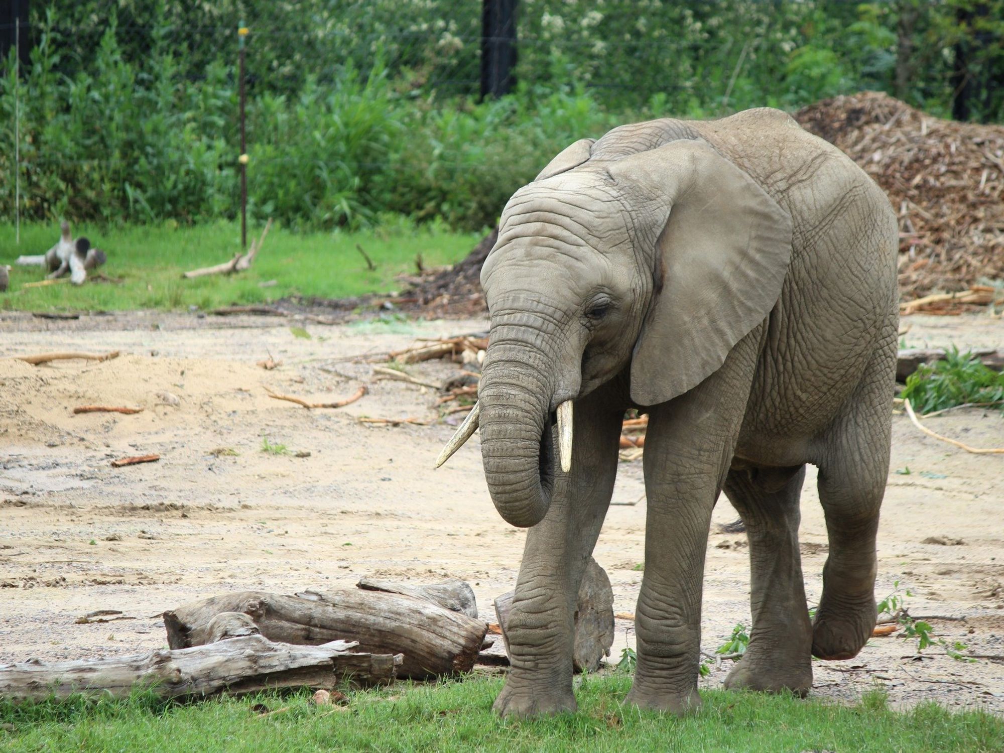 Dallas zoo elephant ajabu