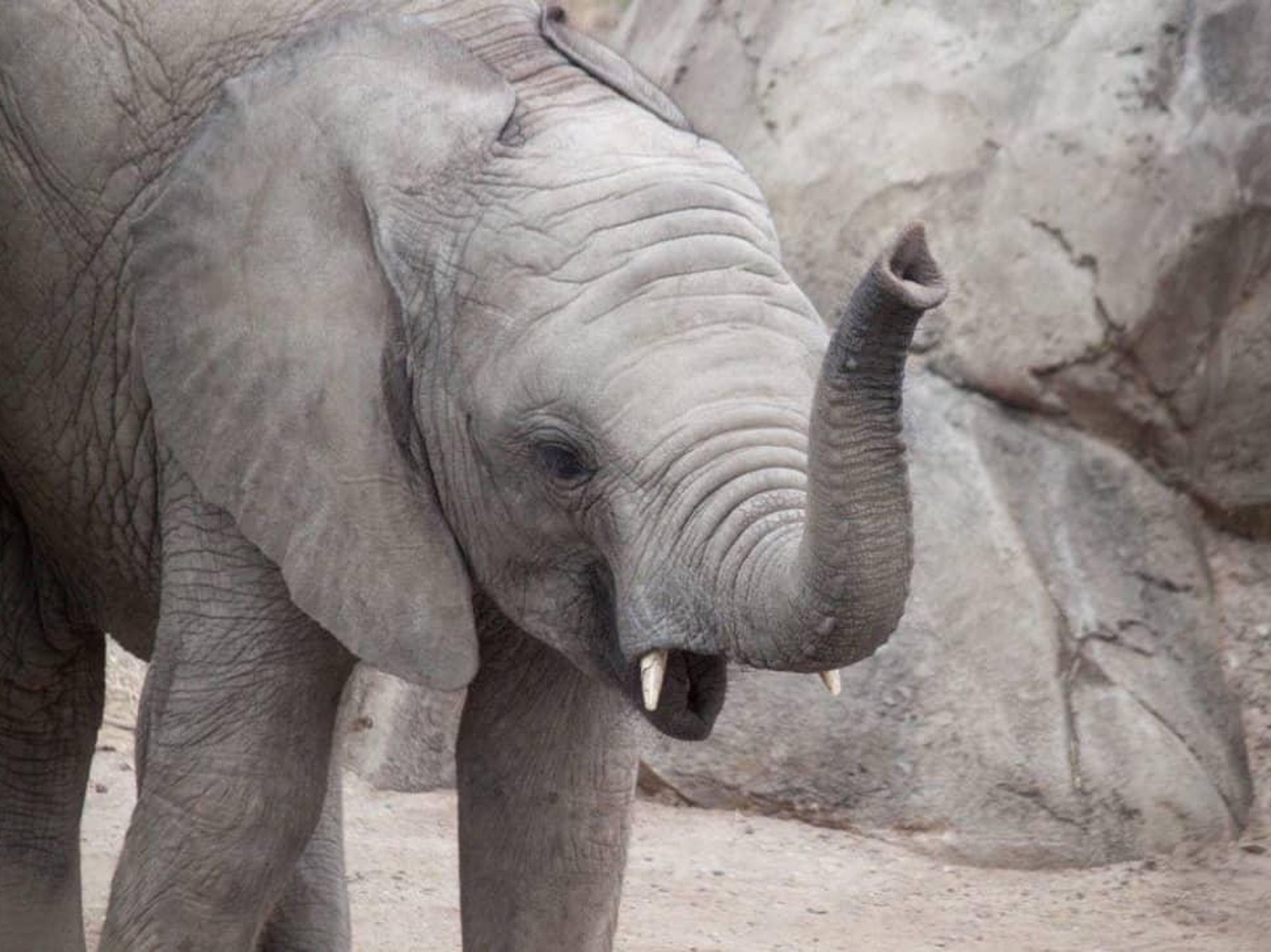 Dallas Zoo elephant