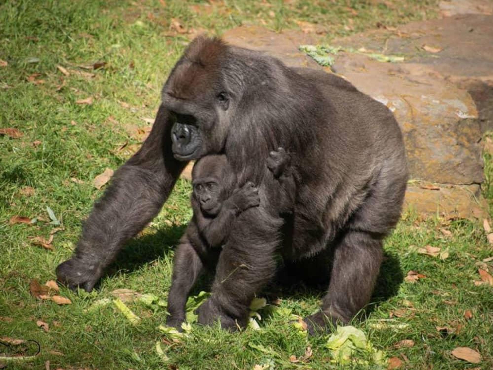 Dallas Zoo gorilla