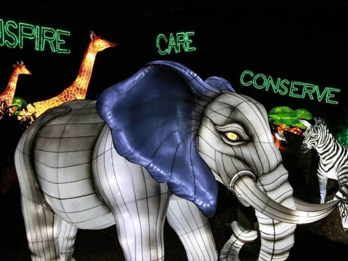 Dallas Zoo Lights will be a drivethru experience for the first time ever. CultureMap Dallas