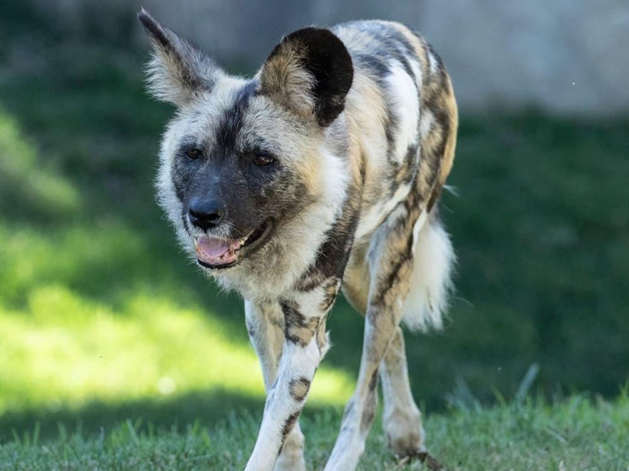 Dallas Zoo painted dog
