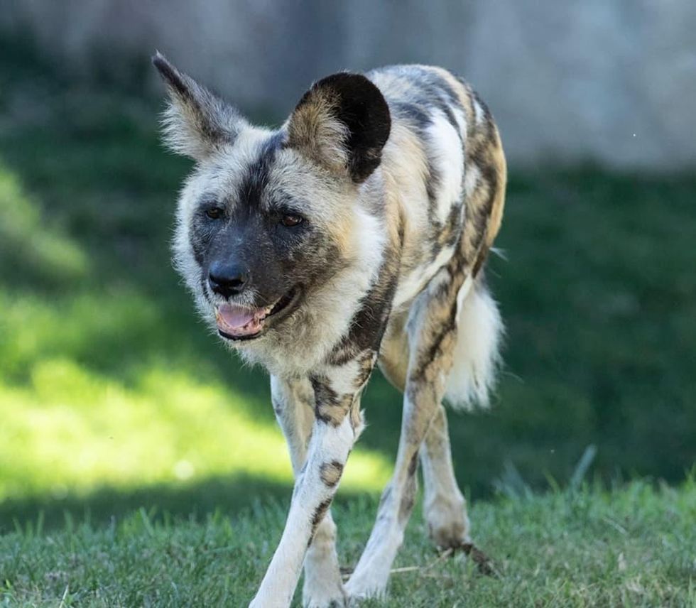 Dallas Zoo painted dog