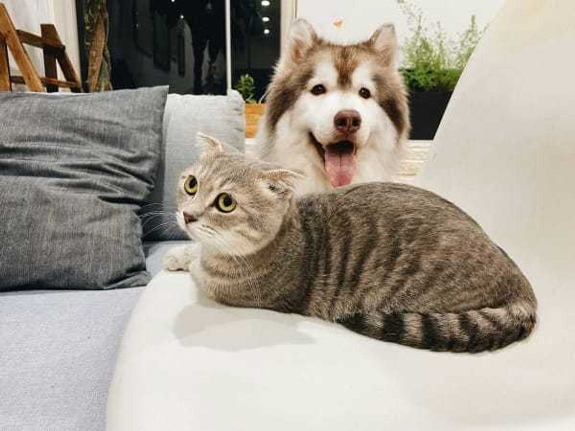 Dog and cat, pets