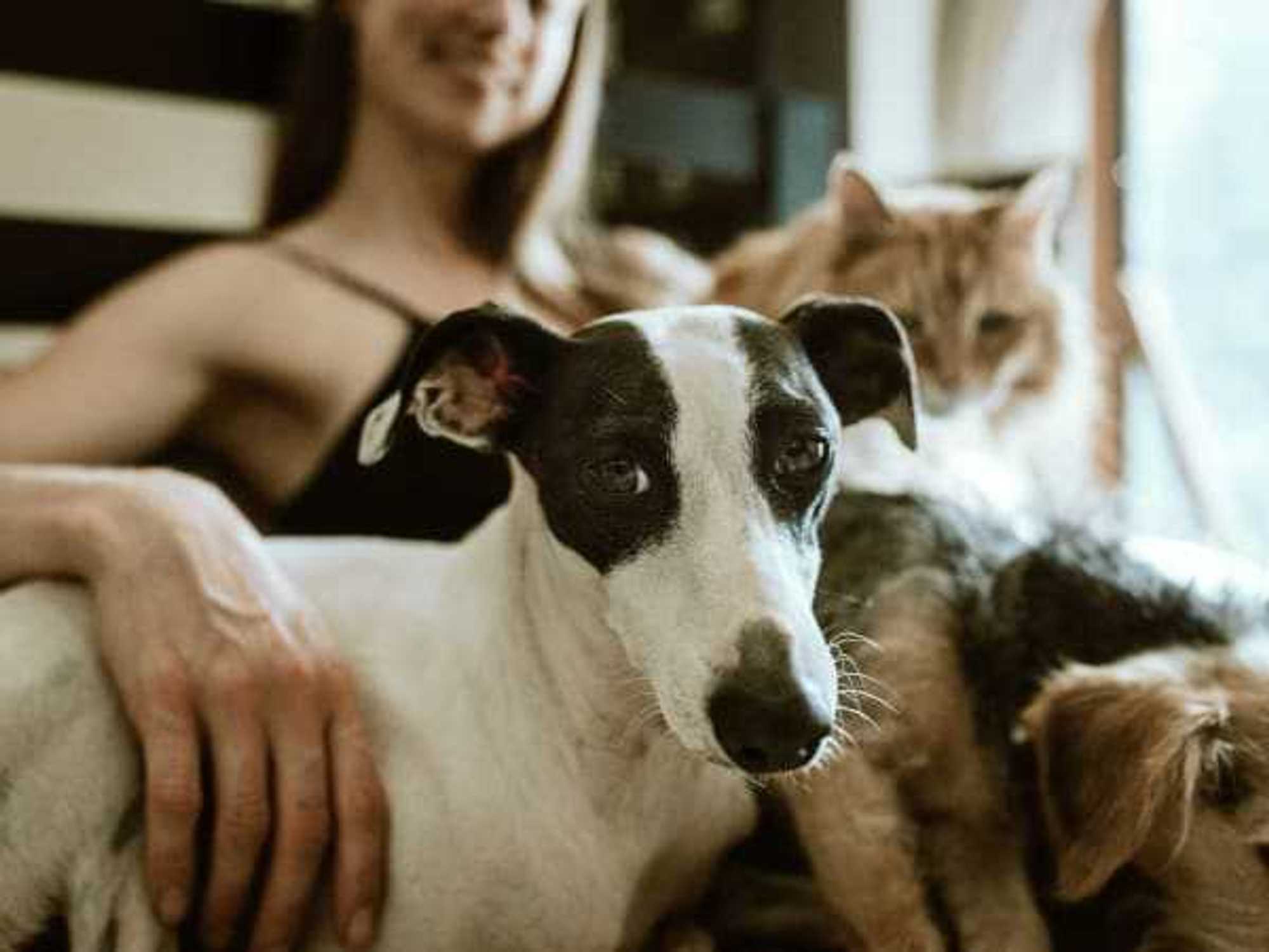 Dog and cat