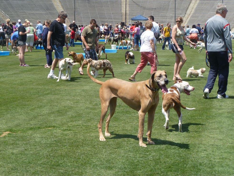 Dog Bowl, Cotton Bowl