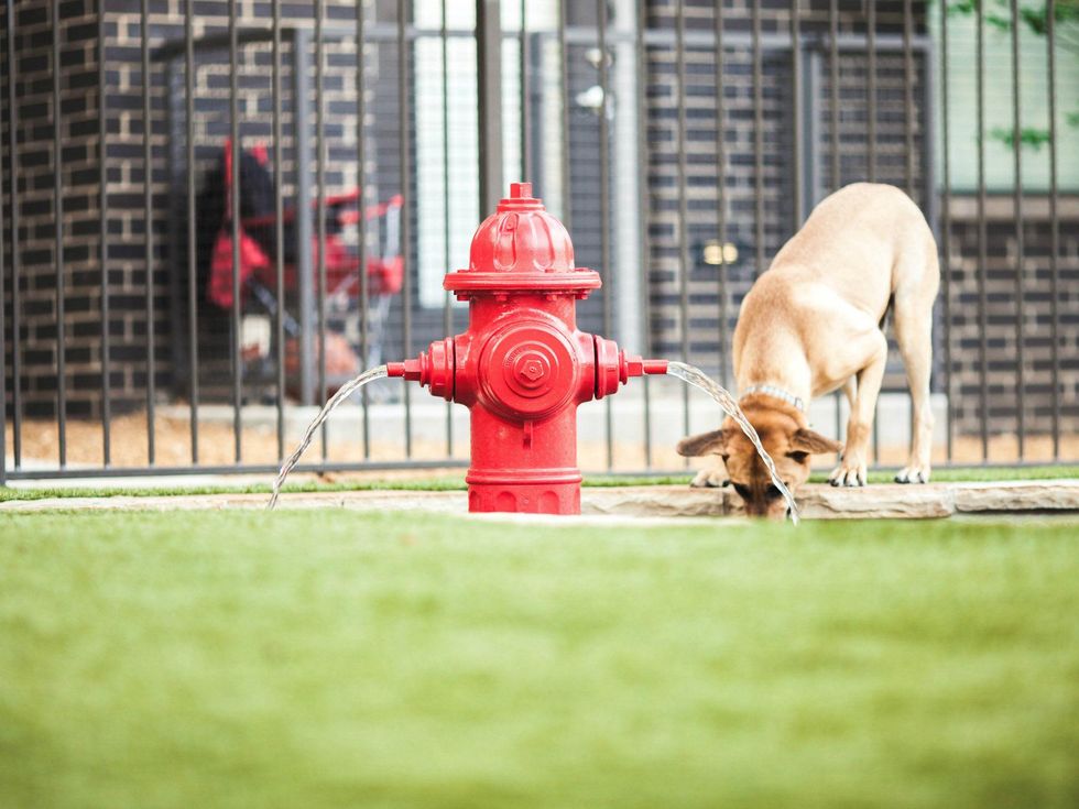 Dog drinking at a fire hydrant at ilume Park