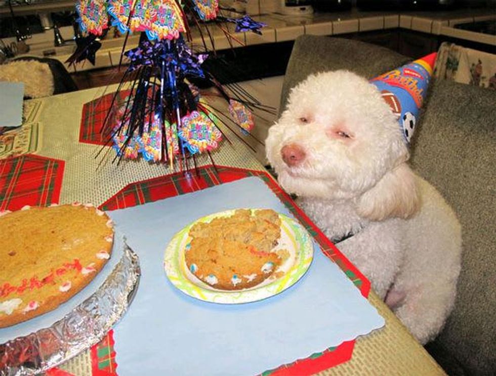 Dog eating birthday cake