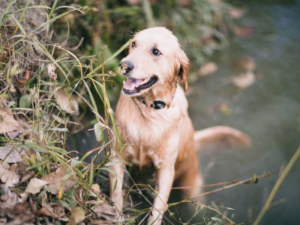 Dog goes swimming at the park