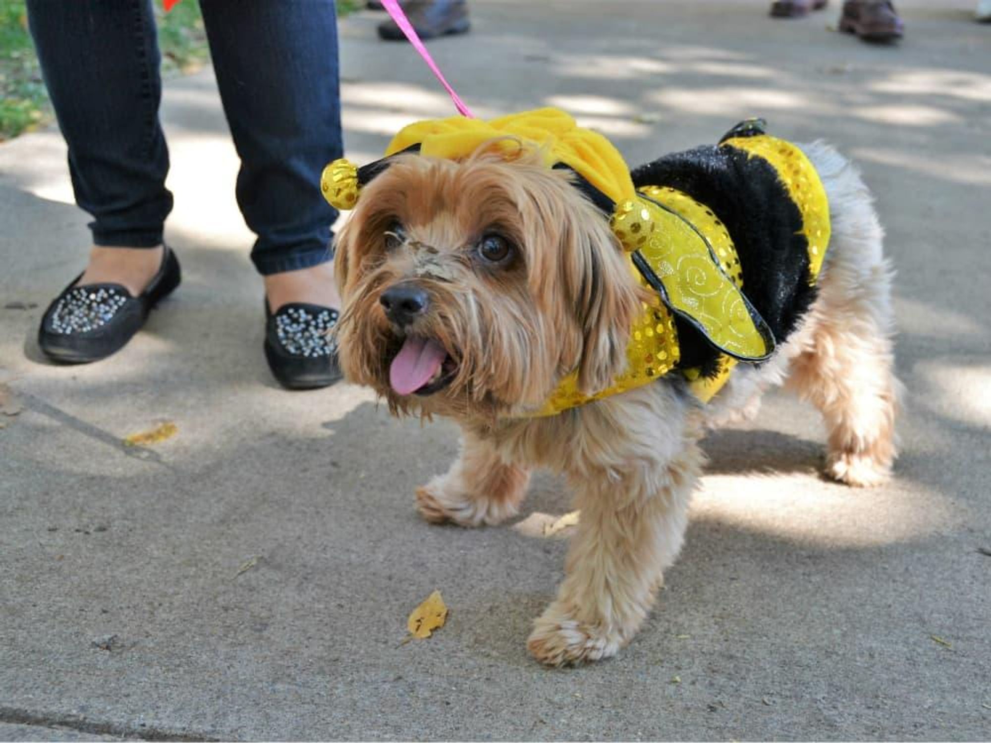 Dog in a bumblebee costume