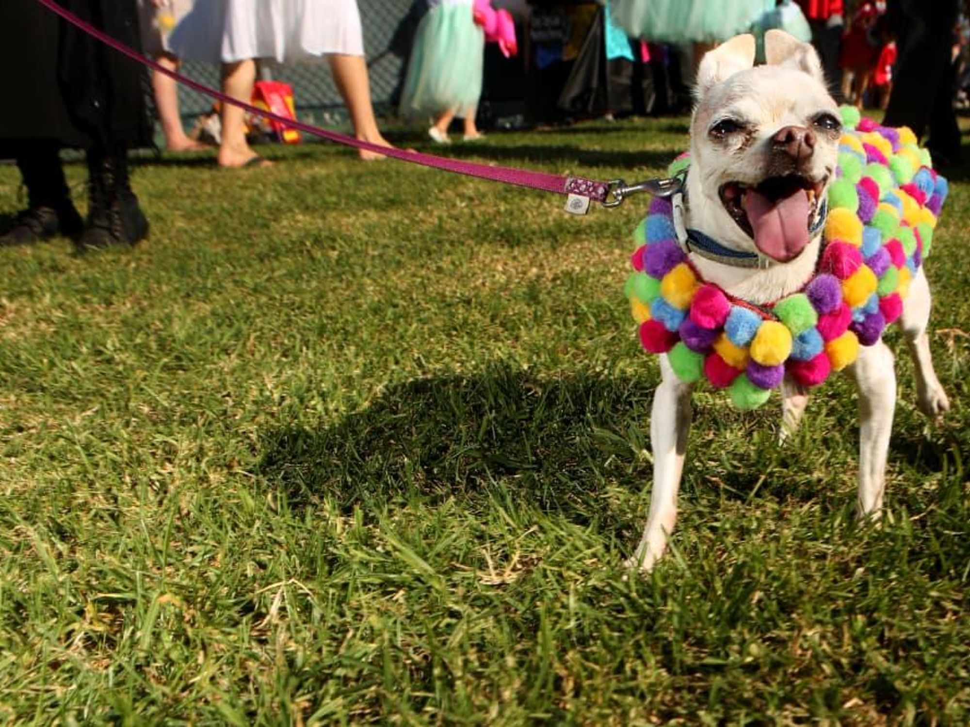 Dog in a Halloween pet parade