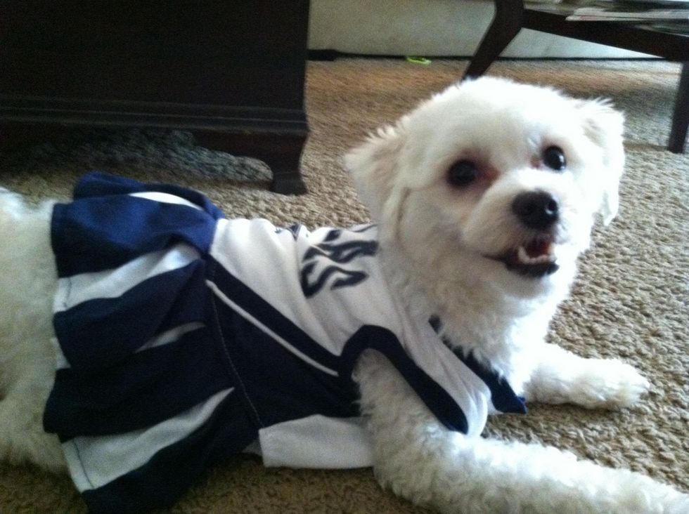 Dallas Cowboy Pet Cheerleading Costume Dallas Cowboy Dog 