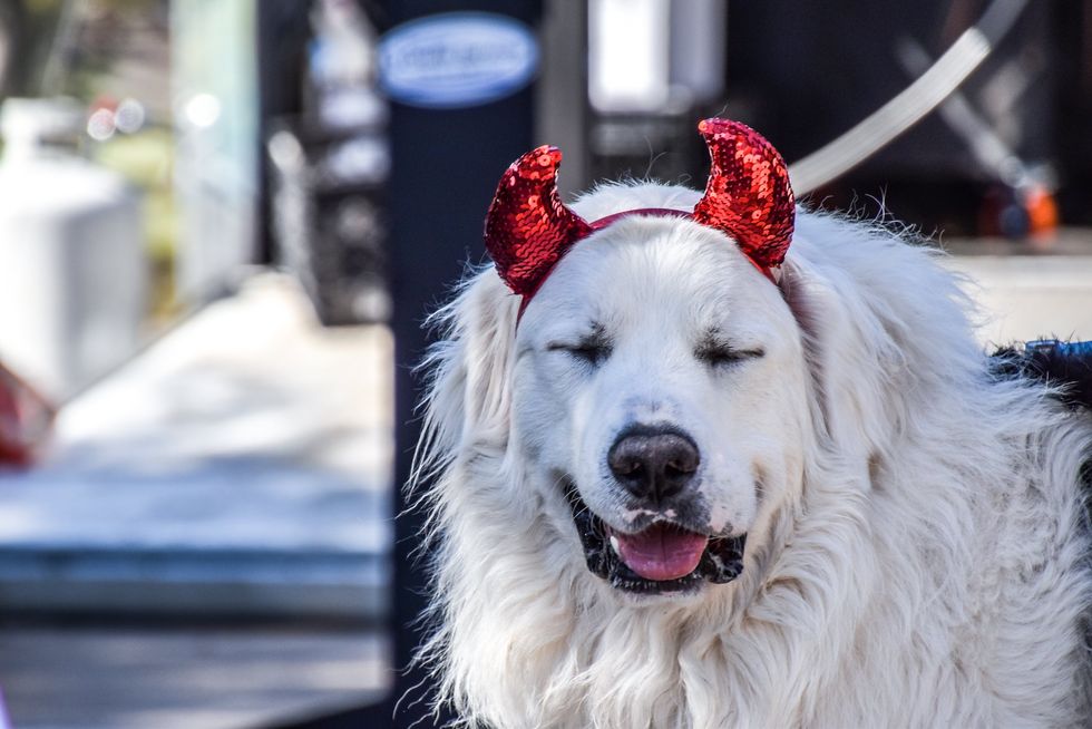 Dog in devil costume