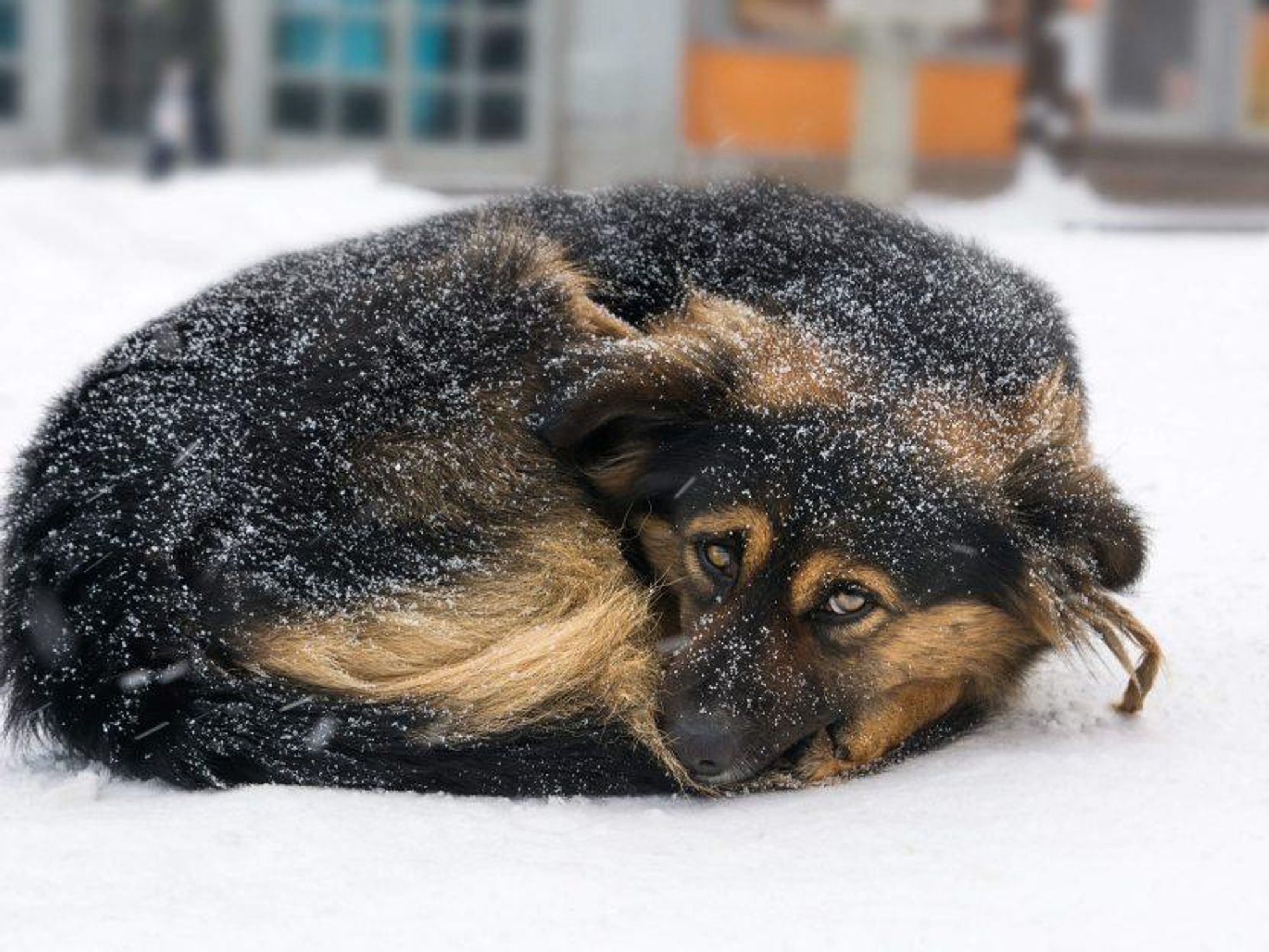 How to help animals during the cold front crossing Dallas-Fort Worth -  CultureMap Dallas