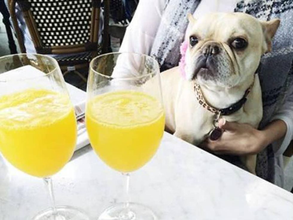The best dogfriendly patios in Dallas to hang with your furriest pals CultureMap Dallas