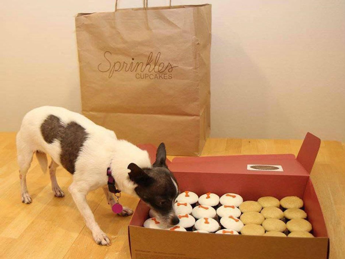 Sprinkles Cupcakes makes dogfriendly "pupcakes." CultureMap Dallas