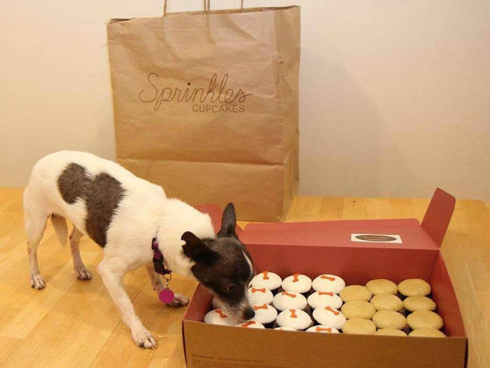 Dog with Sprinkles cupcakes Dallas