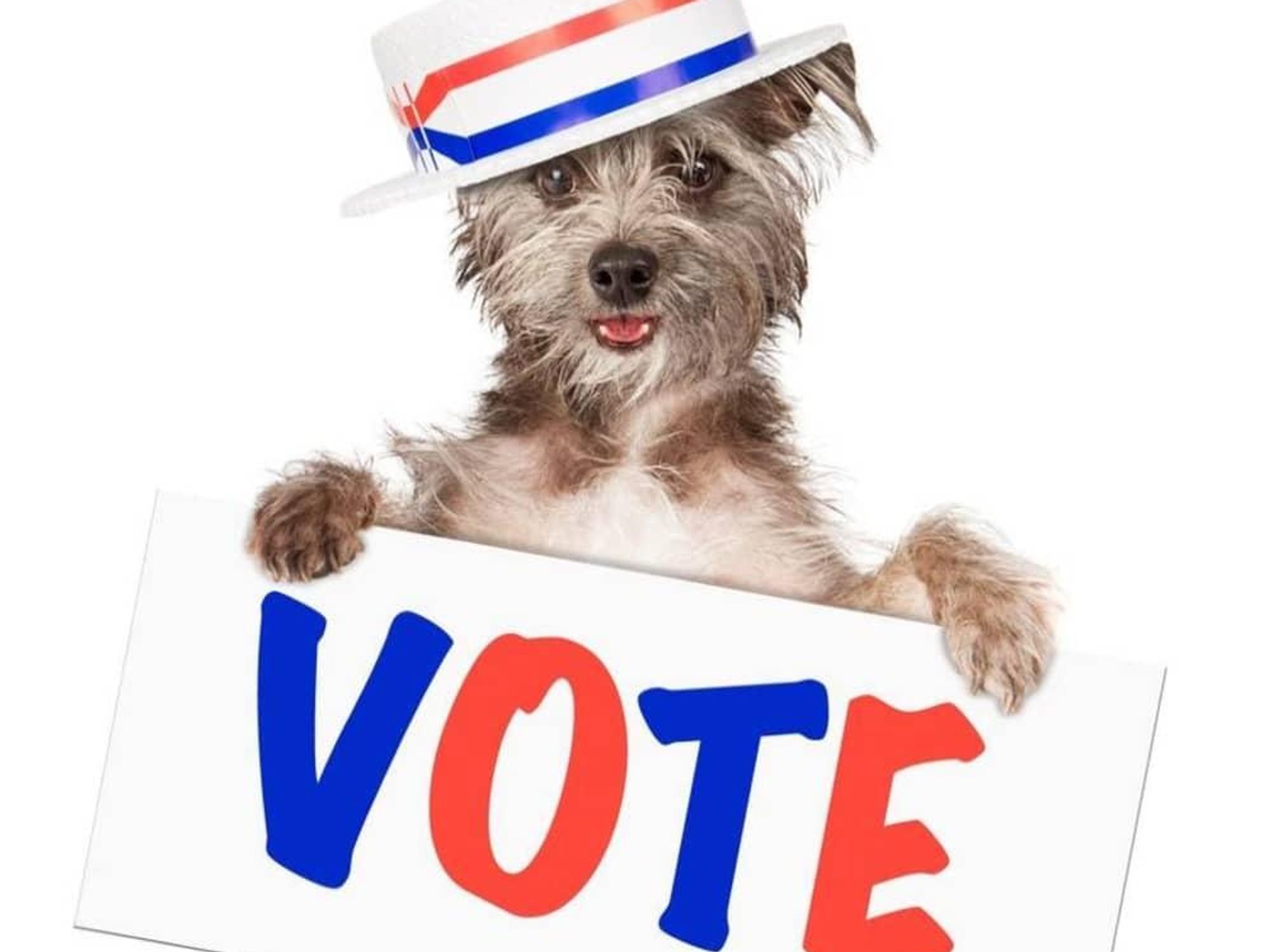 Dog with vote sign