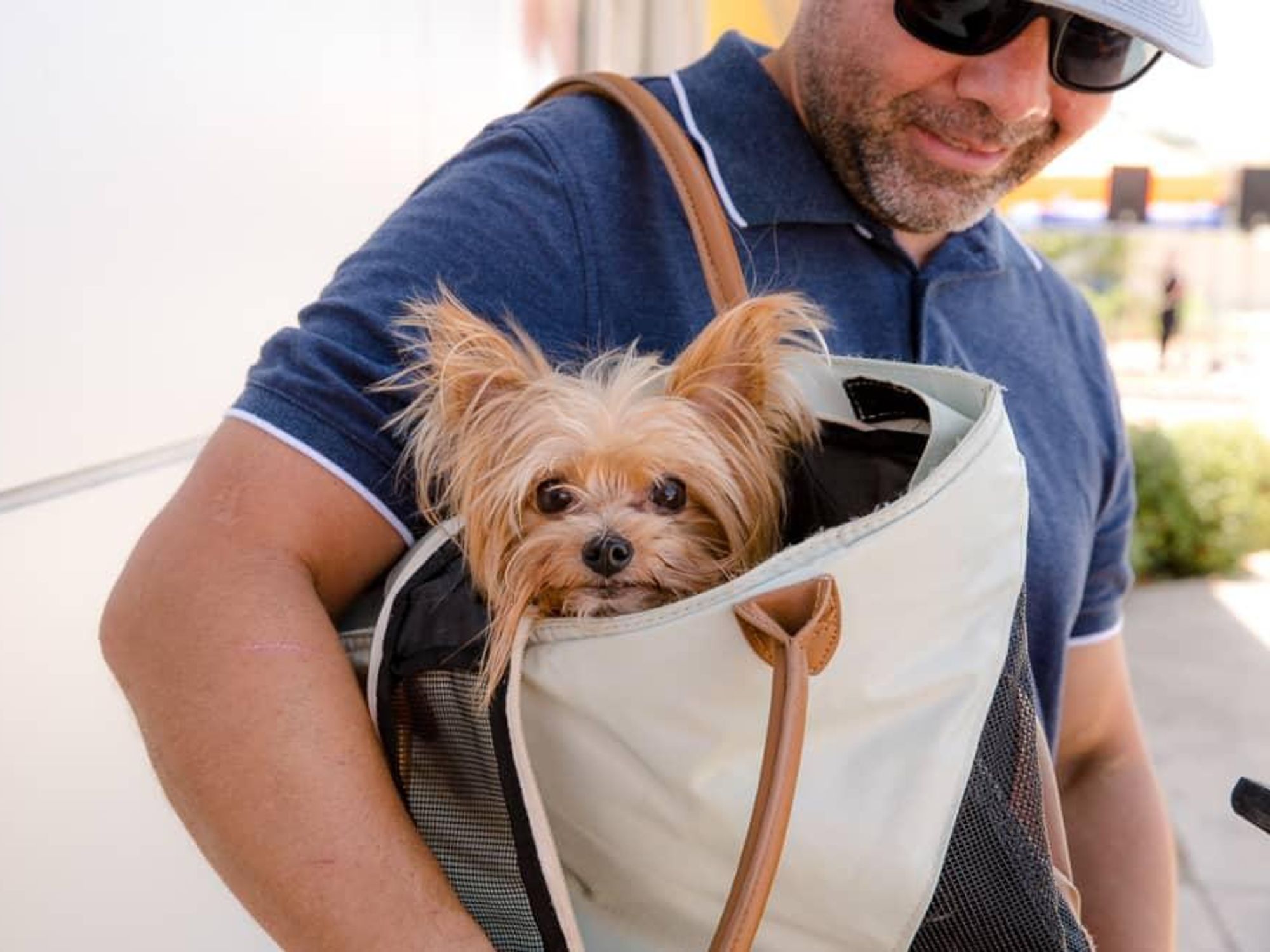 dog yorkie dallas animal services