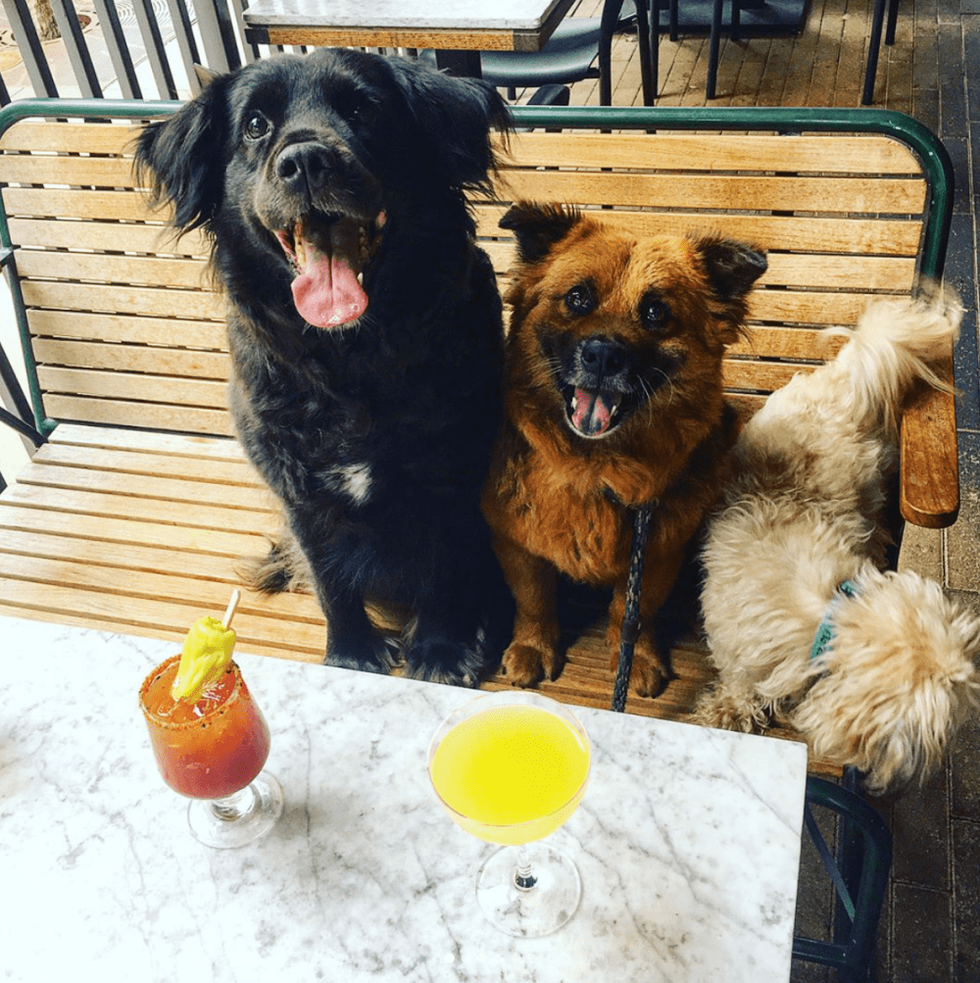 Dogs on a patio